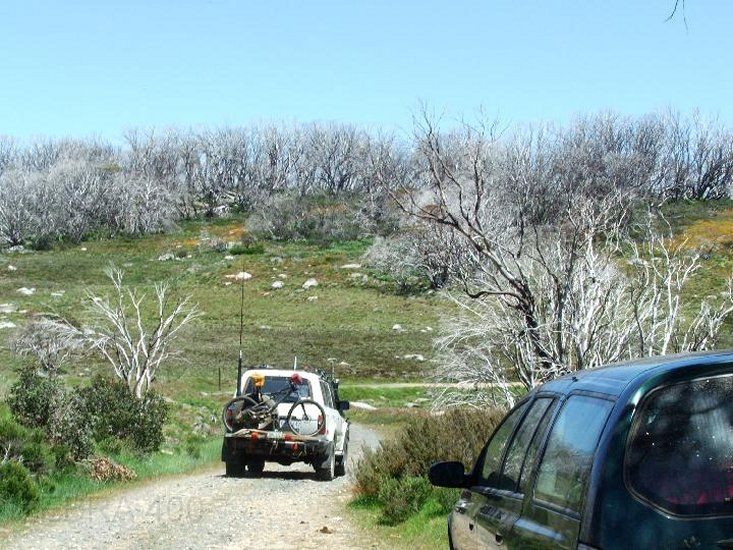 01-Zebra heads across the Bogong High Plains Road.jpg